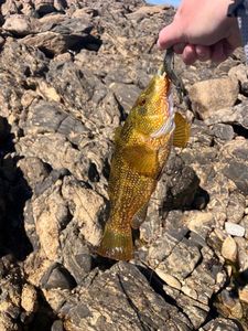 Ballan Wrasse