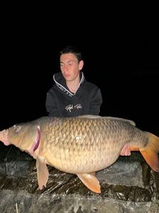 Common Carp