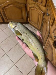 Brown Trout