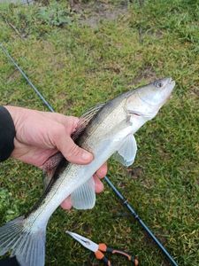 Zander