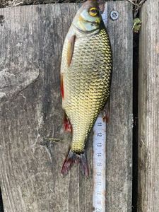 Roach