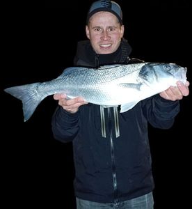 European Bass (Seabass)
