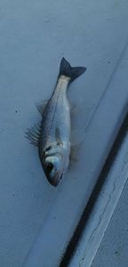 European Bass (Seabass)