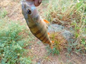 European Perch