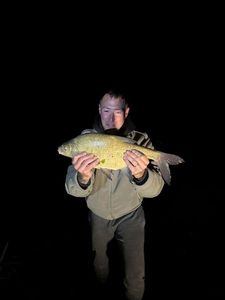 Common Bream