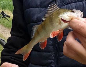 European Perch