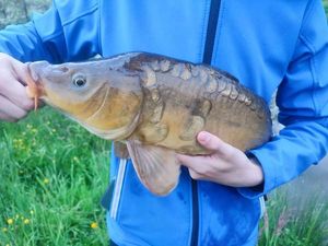 Mirror Carp