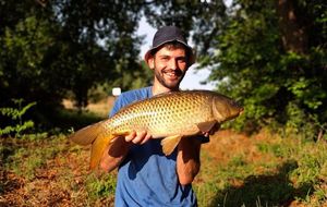 Common Carp