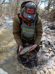 Brown Trout