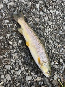 Brown Trout