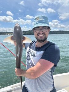 Starry Smooth-Hound