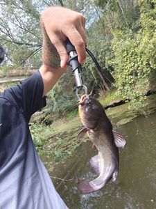 Black Bullhead