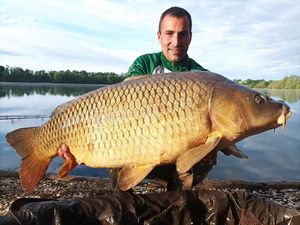 Common Carp