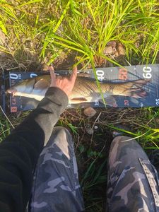 Barbel