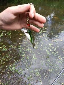 Largemouth Bass