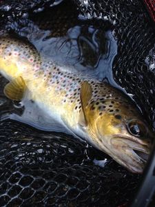 Brown Trout