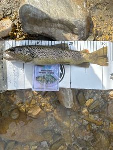 Brown Trout