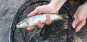 Brown Trout