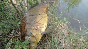 Common Carp