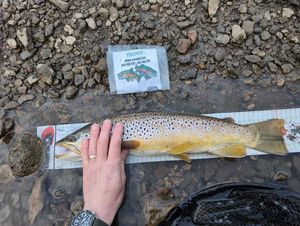 Brown Trout