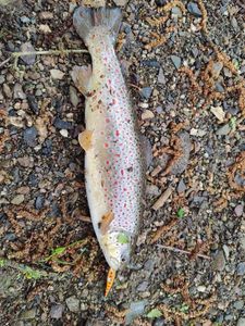 Brown Trout
