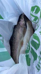 Rainbow Trout