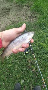 Brown Trout