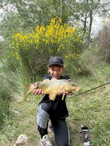Mirror Carp