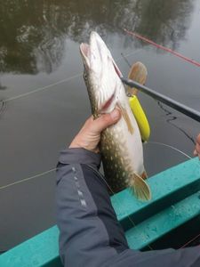 Northern Pike