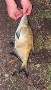 Common Bream