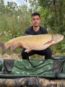 Grass Carp