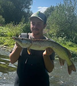 Northern Pike