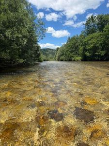 Rainbow Trout