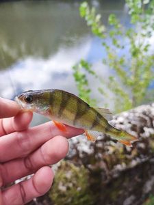 European Perch