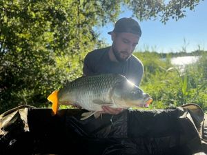 Common Carp