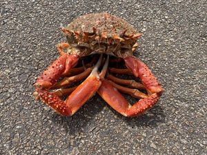 Common Spider Crab