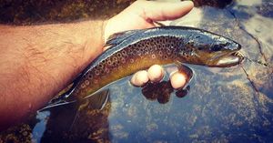 Brown Trout