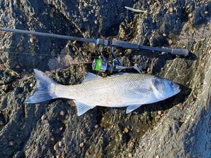 European Bass (Seabass)