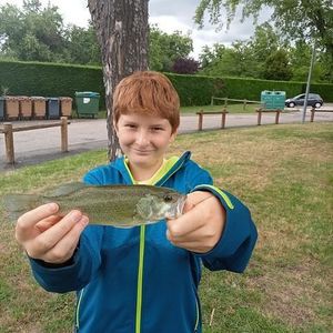 Largemouth Bass