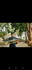 Cobia