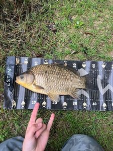 Crucian Carp