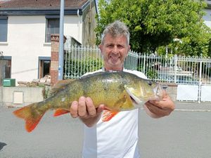 European Perch