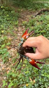 Noble Crayfish