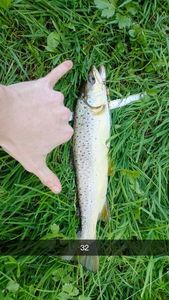 Brown Trout