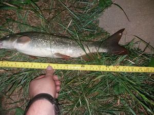 Barbel