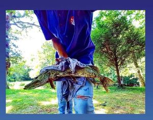 Northern Pike