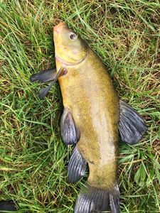 Tench