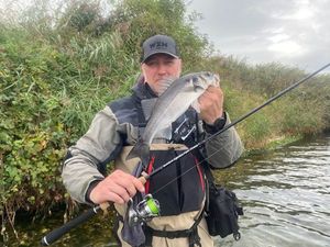 European Bass (Seabass)