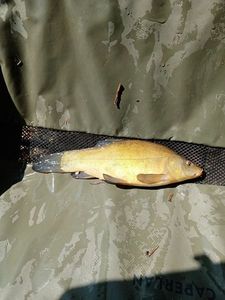 Tench