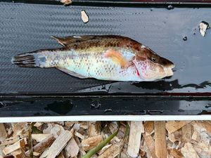 Corkwing Wrasse